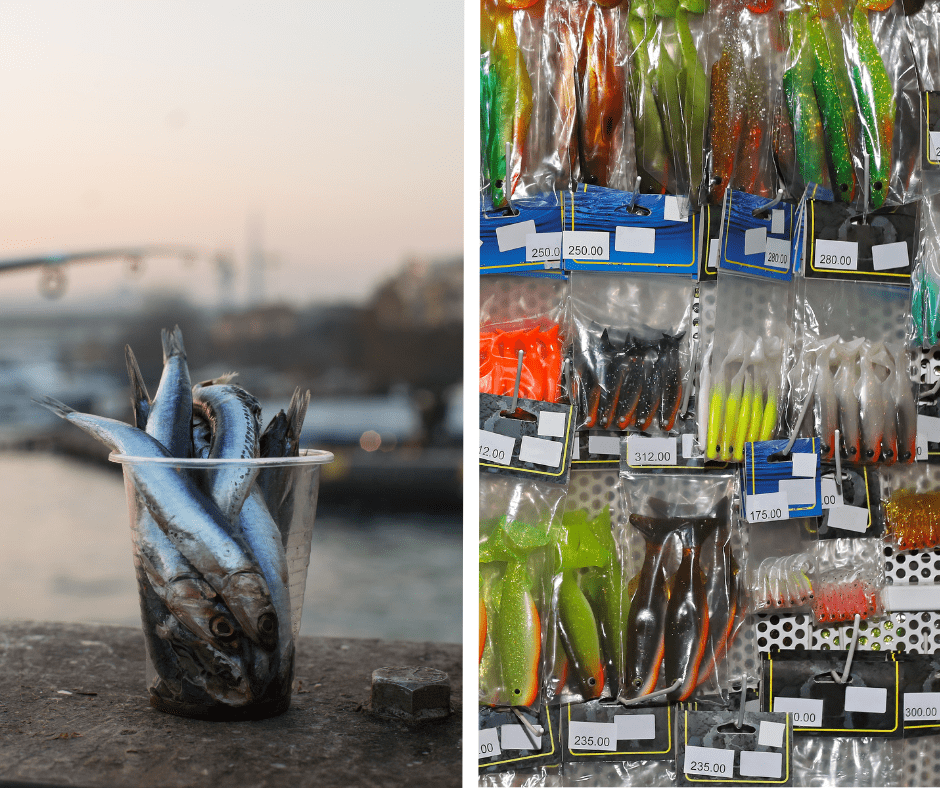 Live or Plastic Bait: Which Is Best?