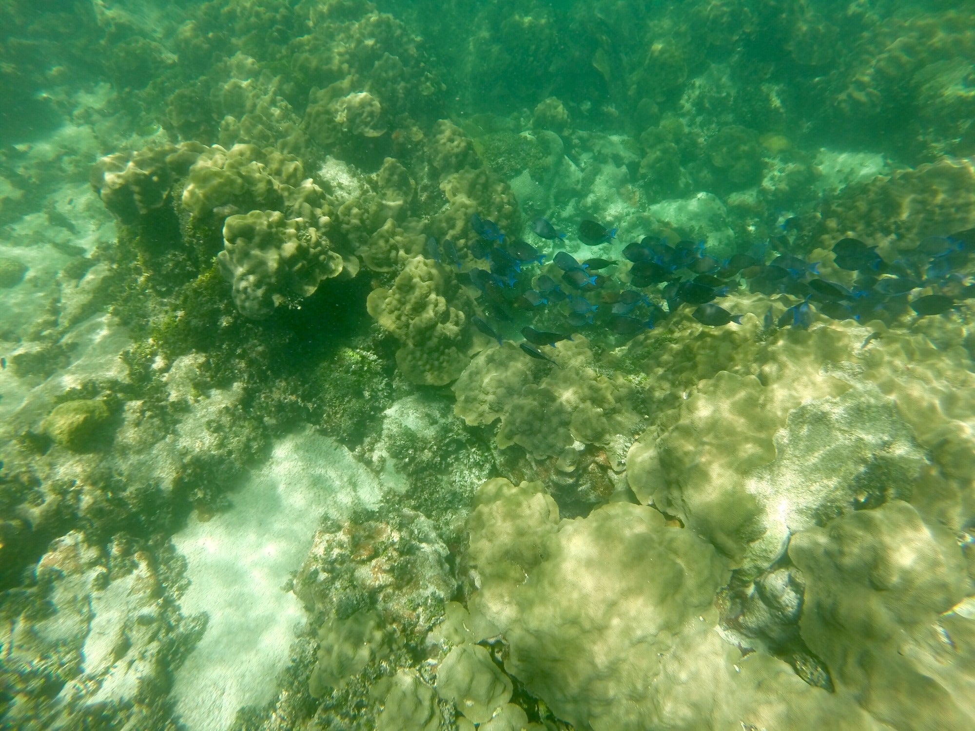 Shallow Water Marine Life in Florida